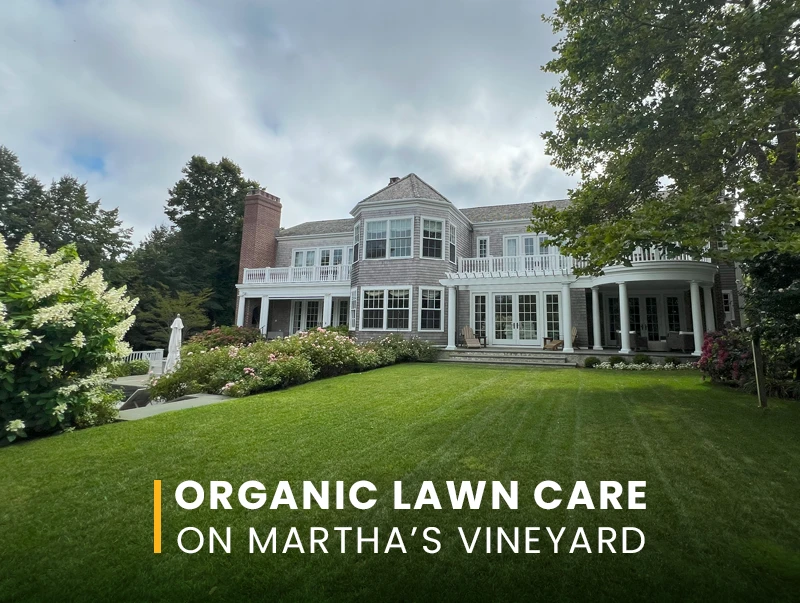Organic lawn care services on Martha's Vineyard - complete guide