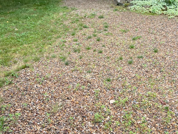 Weed Control Service on Martha's Vineyard