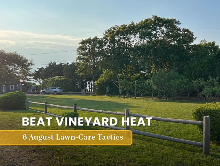 Beat Vineyard Heat: 6 August Lawn Care Tactics For Heat Protections