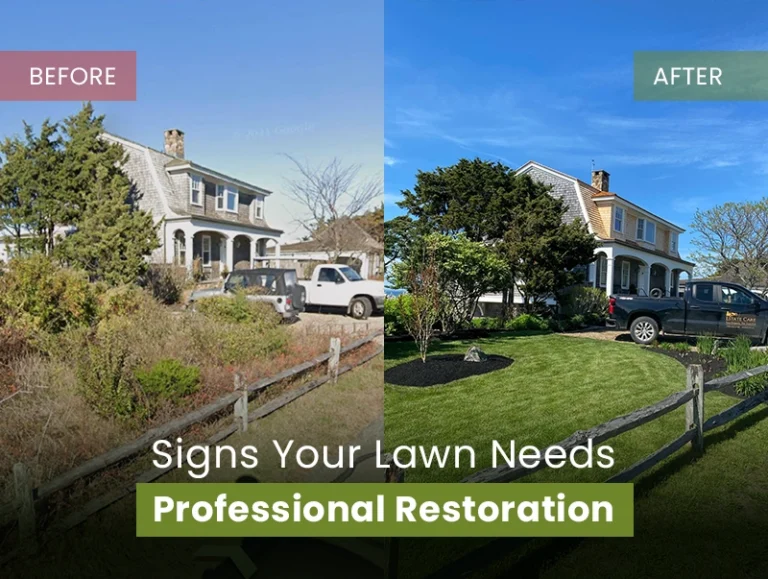 Signs Your Lawn Needs Professional Restoration