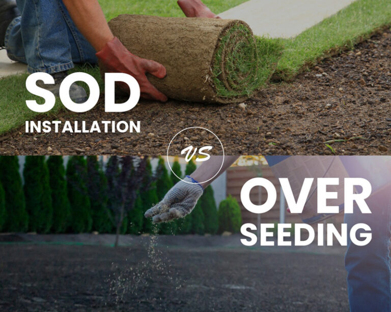 Sod Installation vs Overseeding