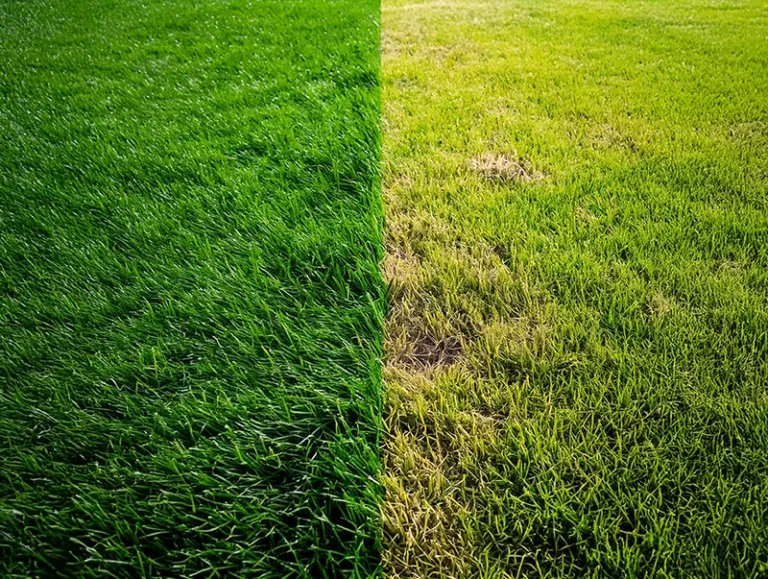 Top 10 Lawn Problems on Martha’s Vineyard and How to Fix Them