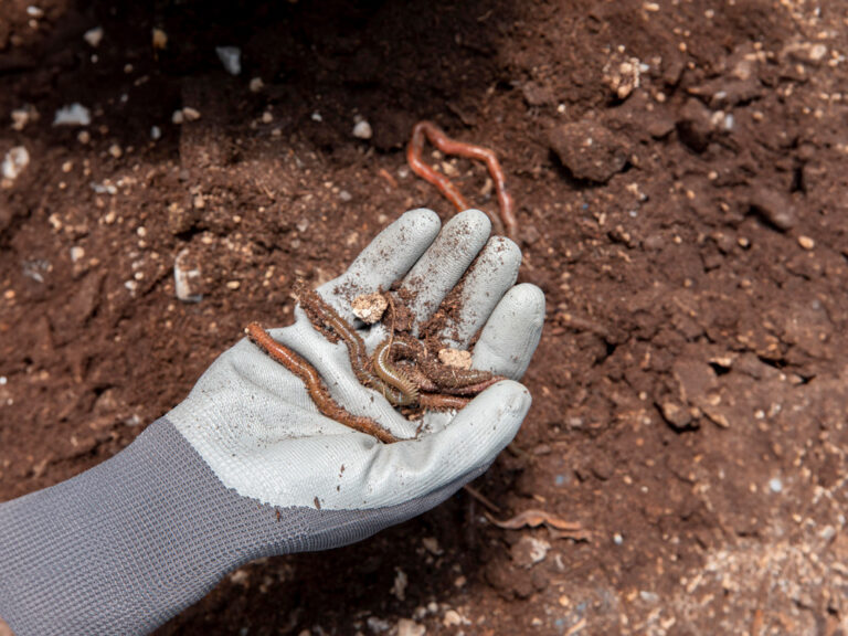 Why are worms good for the soil?