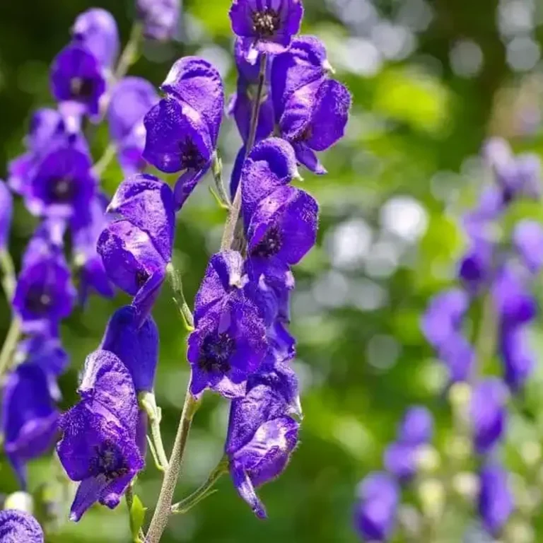 Aconitum