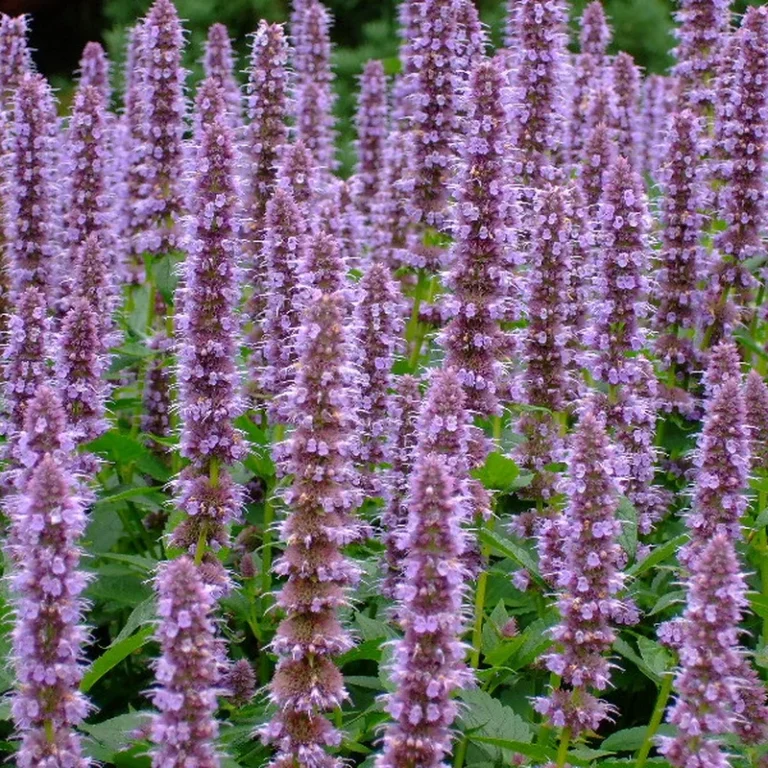 Agastache