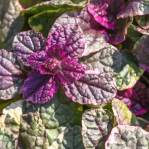Ajuga growing on Martha's Vineyard