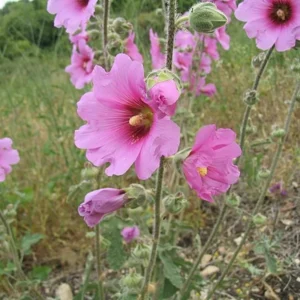 Alcea growing on Martha's Vineyard