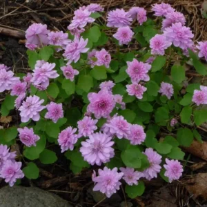 Anemonella growing on Martha's Vineyard