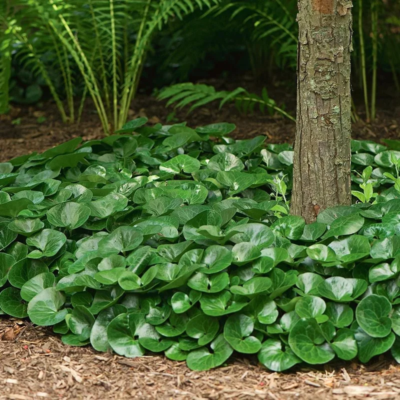 Asarum growing on Martha's Vineyard