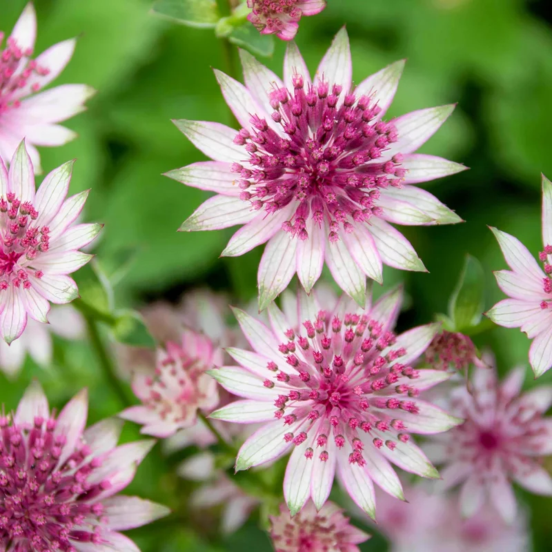 Astrantia growing on Martha's Vineyard