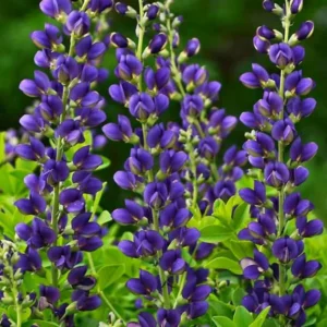 Baptisia growing on Martha's Vineyard