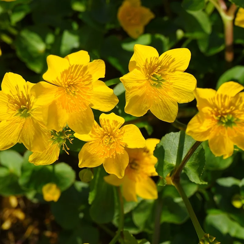 Caltha growing on Martha's Vineyard