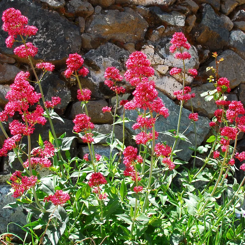 Centranthus growing on Martha's Vineyard