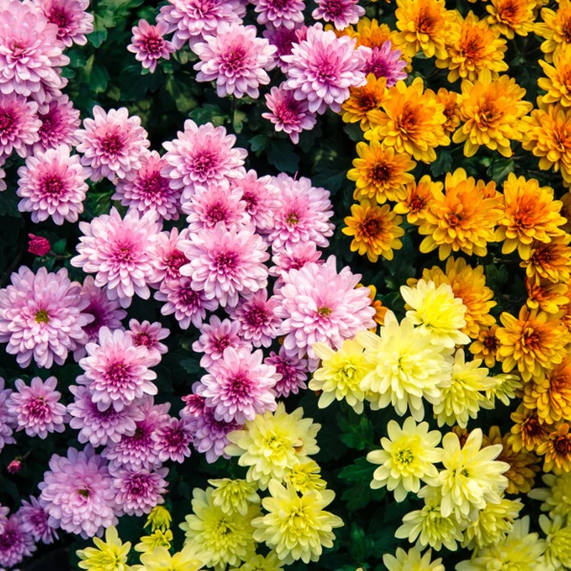 Chrysanthemum growing on Martha's Vineyard