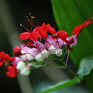 Clerodendron growing on Martha's Vineyard