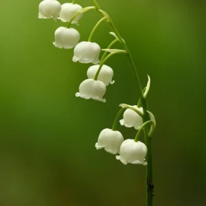 Convallaria growing on Martha's Vineyard