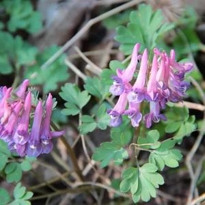 Corydalis growing on Martha's Vineyard