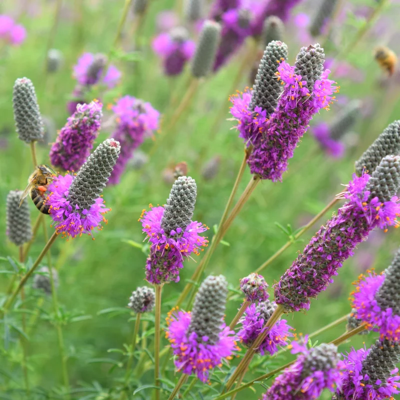 Dalea growing on Martha's Vineyard