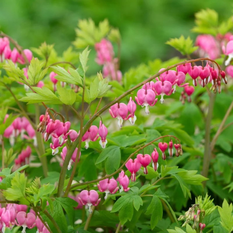 Dicentra growing on Martha's Vineyard
