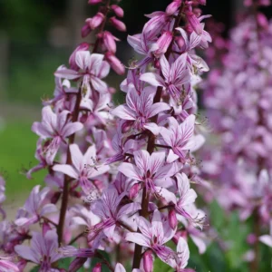 Dictamnus growing on Martha's Vineyard