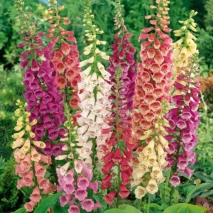 Digitalis growing on Martha's Vineyard