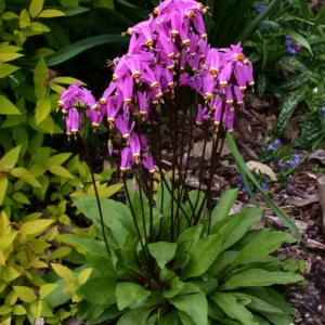 Dodecatheon growing on Martha's Vineyard