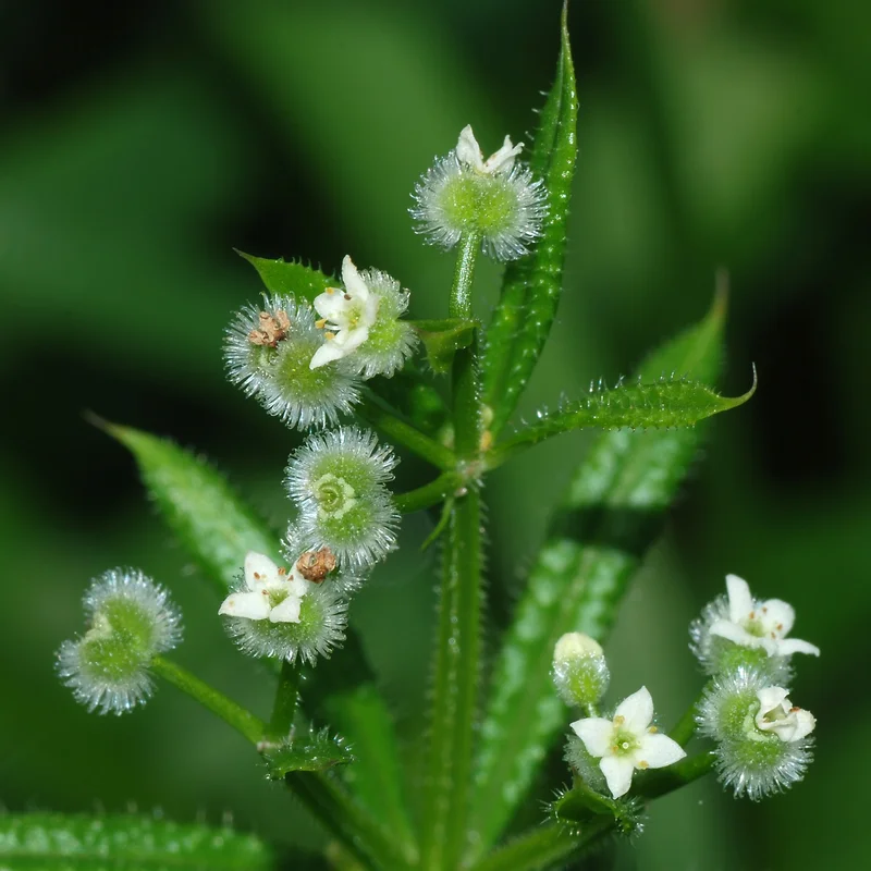 Galium growing on Martha's Vineyard
