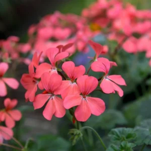 Geraniums growing on Martha's Vineyard