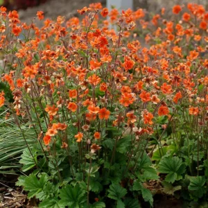Geum growing on Martha's Vineyard