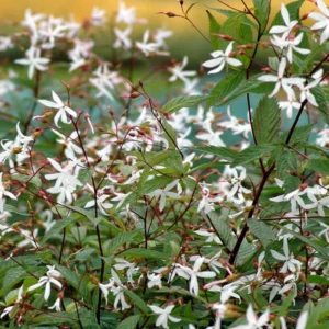 Gillenia growing on Martha's Vineyard