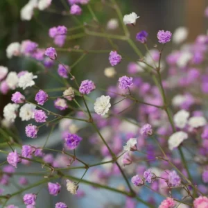 Gypsophila growing on Martha's Vineyard