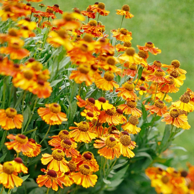 Helenium growing on Martha's Vineyard
