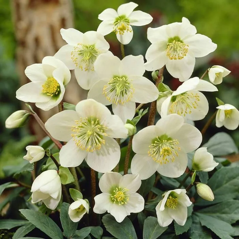 Helleborus growing on Martha's Vineyard