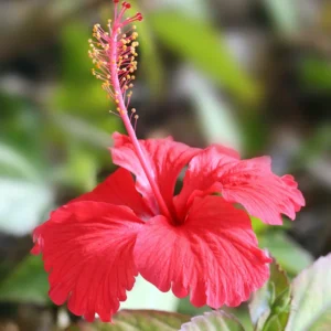 Hibiscus growing on Martha's Vineyard