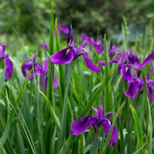 Iris growing on Martha's Vineyard