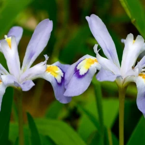 Iris Cristata growing on Martha's Vineyard