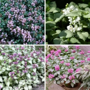 Lamium growing on Martha's Vineyard