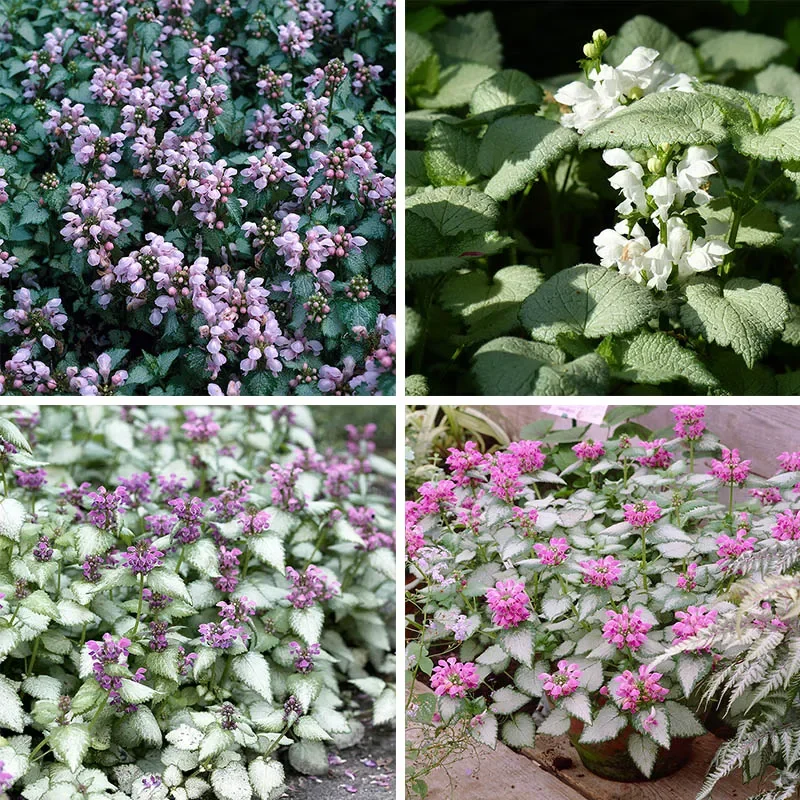 Lamium growing on Martha's Vineyard