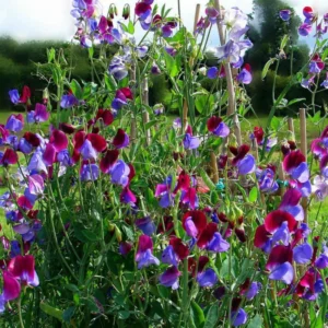 Lathyrus growing on Martha's Vineyard