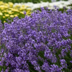 Lavandula growing on Martha's Vineyard