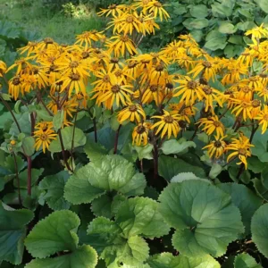 Ligularia growing on Martha's Vineyard