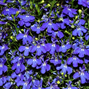 Lobelia growing on Martha's Vineyard