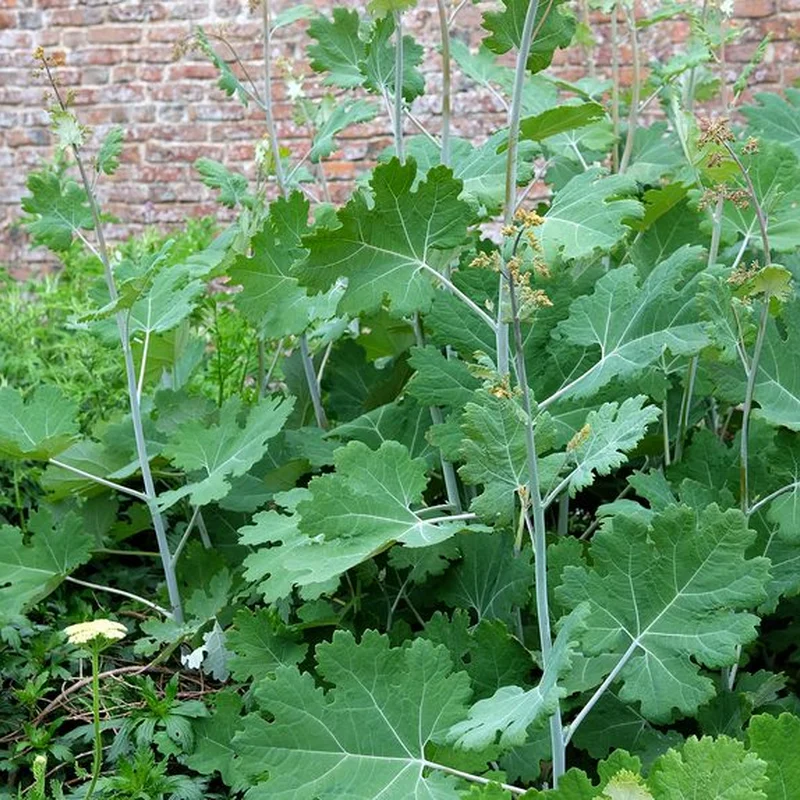 Macleaya growing on Martha's Vineyard