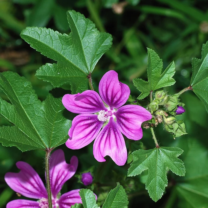 Malva growing on Martha's Vineyard