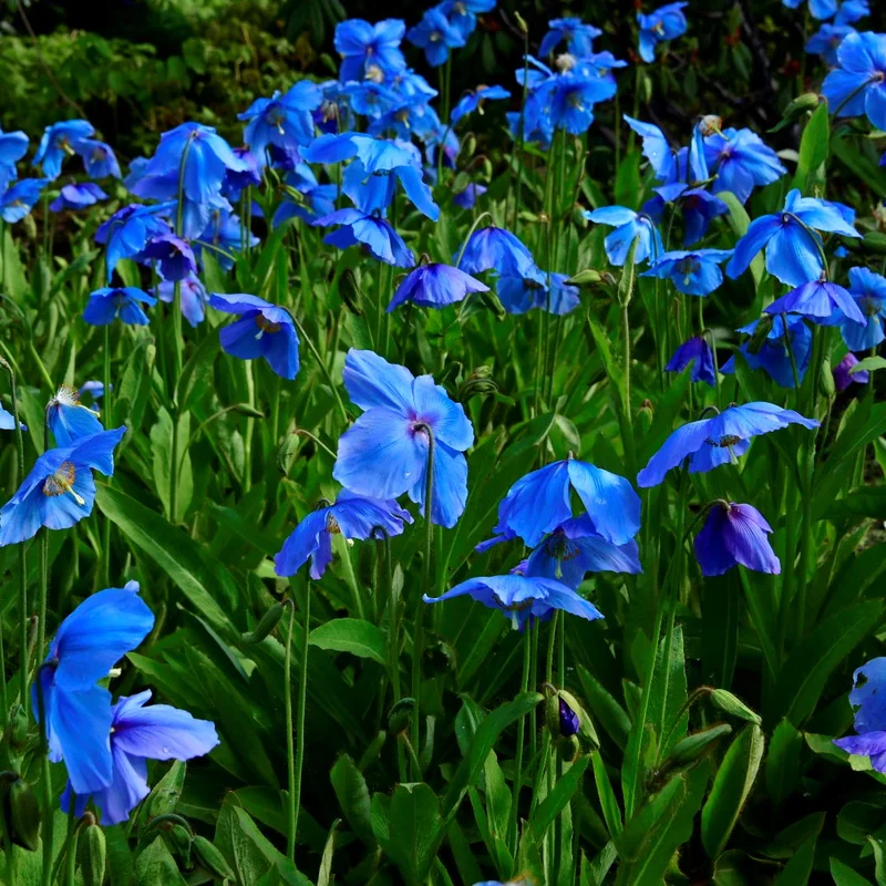 Meconopsis growing on Martha's Vineyard