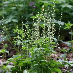 Mitella growing on Martha's Vineyard
