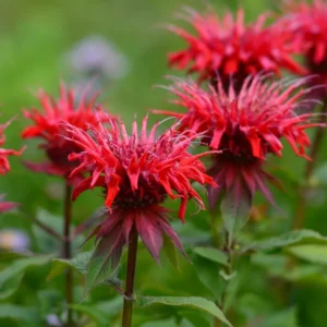 Monarda growing on Martha's Vineyard