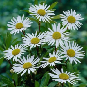 Nipponanthemum growing on Martha's Vineyard