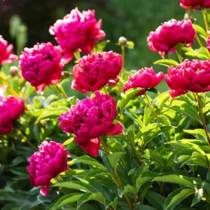 Paeonia growing on Martha's Vineyard