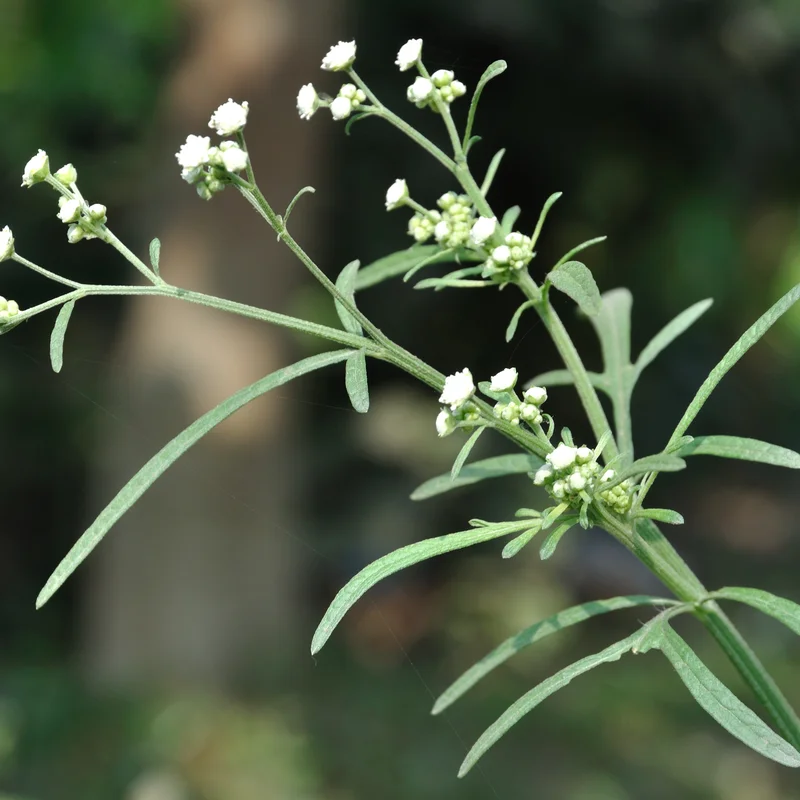 Parthenium growing on Martha's Vineyard